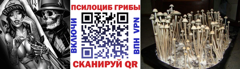 Галлюциногенные грибы Psilocybe  Харовск 